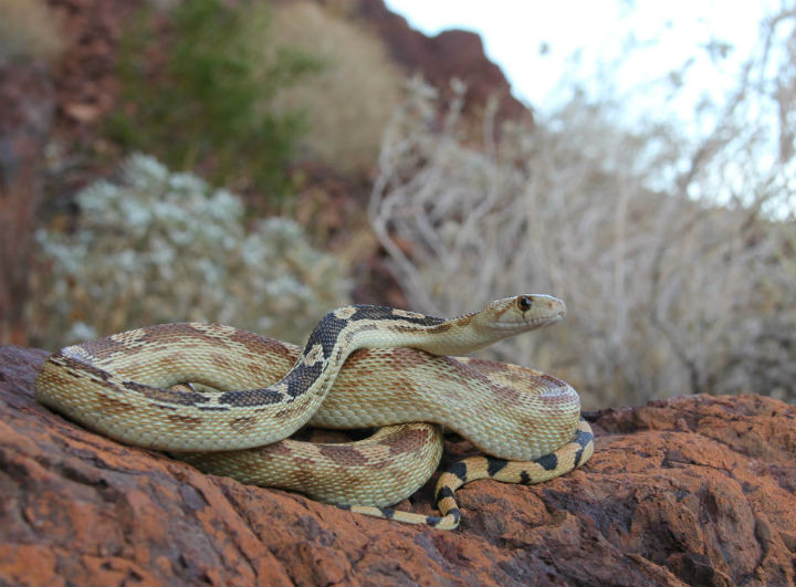 Great Basin Gopher Snake